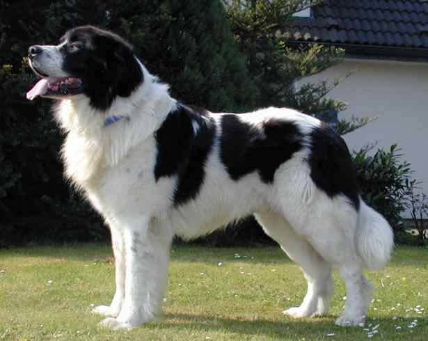 Landseer-Rüde