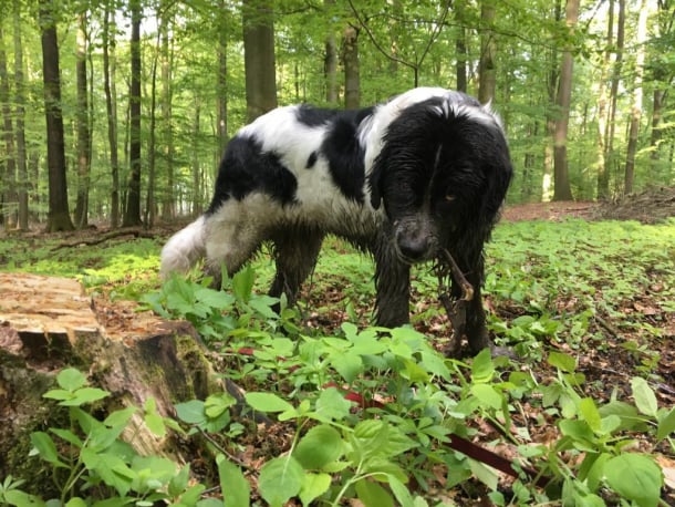 Landseer Schnappschüsse