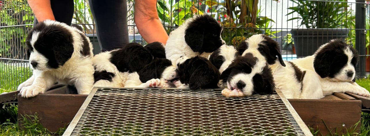 Landseer Wurf